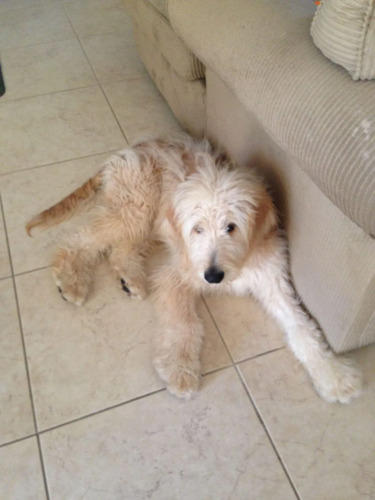 Charlie as a scruffy puppy, sprawled on the tile floor