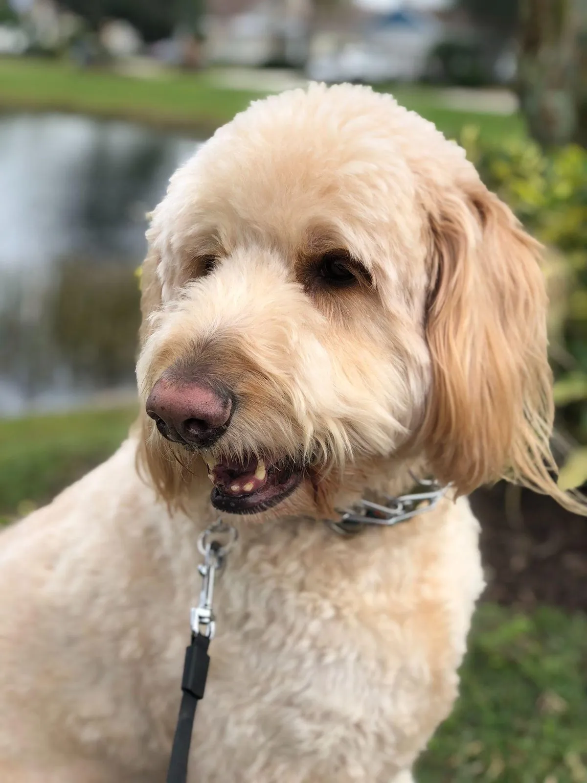 Charlie on a walk by the lake, mid-smile
