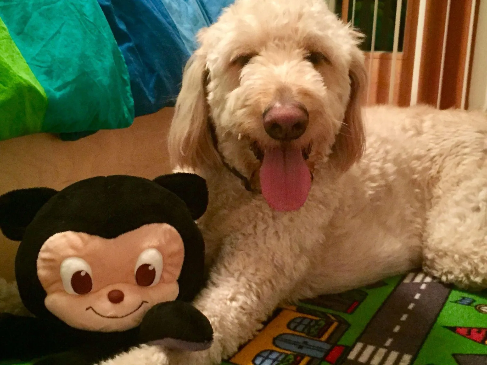 Charlie with his tongue out, posing next to a plush toy