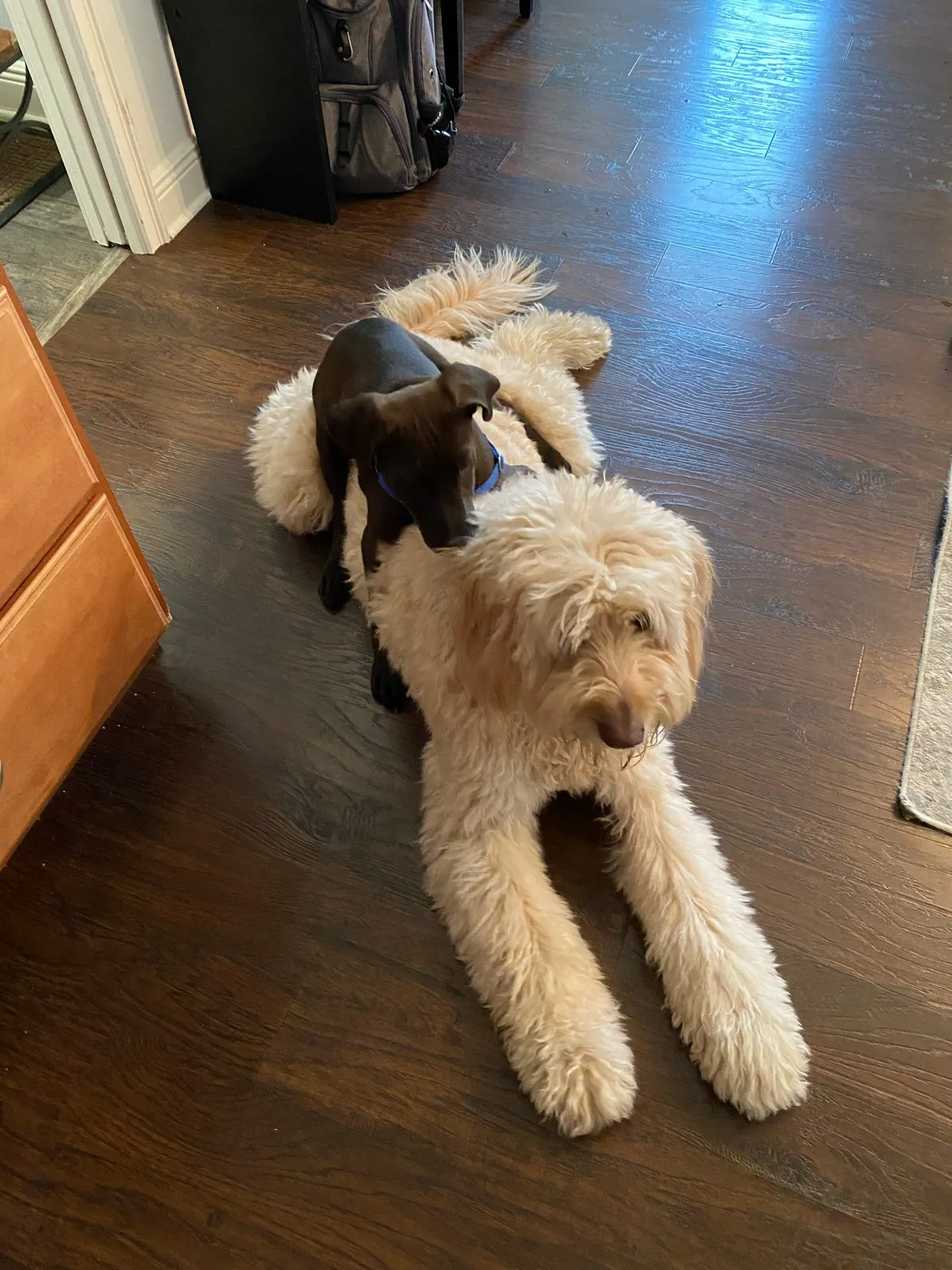Wilson the puppy climbing all over a very patient Charlie