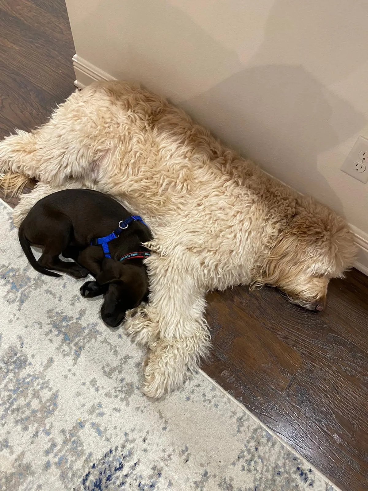 Wilson asleep, curled up against Charlie's fluffy coat